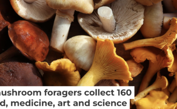 Pennsylvania is home to a diverse range of wild mushrooms, both edible and poisonous. Vaivirga/iStock/Getty Images Plus